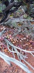 Curio radicans