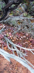 Curio radicans