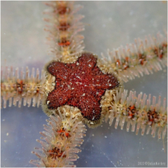 Ophiothrix spiculata