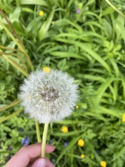 Taraxacum