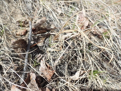Carex sabulosa