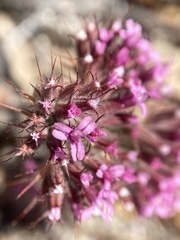 Chorizanthe biloba