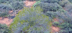 Pteronia paniculata