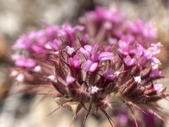 Chorizanthe biloba