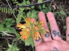 Castilleja hispida hispida