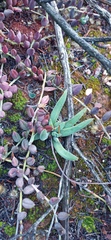 Curio radicans