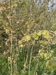 Populus tremula
