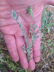 Onobrychis caput-galli