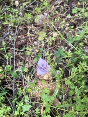 Calochortus tolmiei