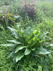 Rumex