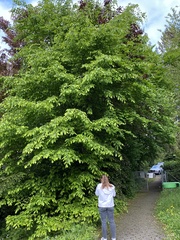 Magnoliopsida