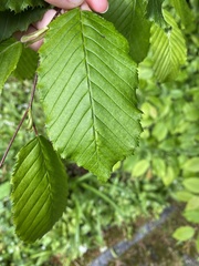 Magnoliopsida