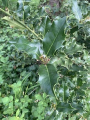 Ilex aquifolium