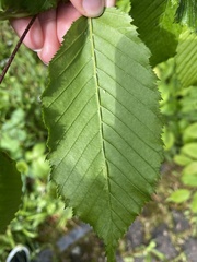 Magnoliopsida