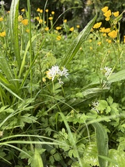 Allium
