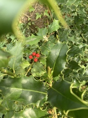 Ilex aquifolium