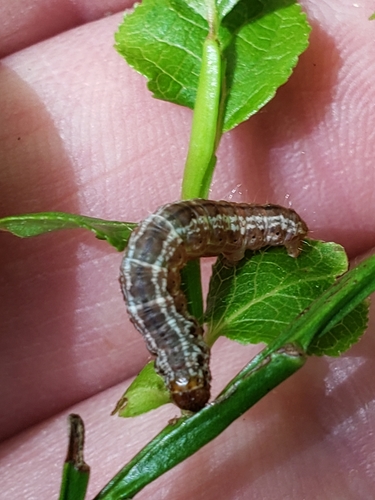 July Highflyer Moth