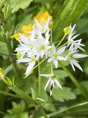 Allium