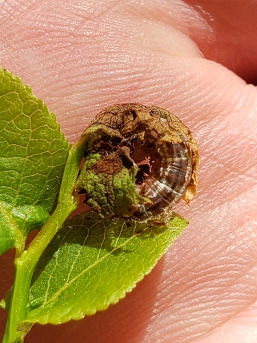 July Highflyer Moth