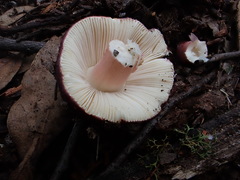 Russula lenkunya