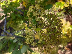 Heteromorpha arborescens arborescens