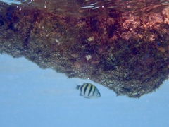 Abudefduf abdominalis