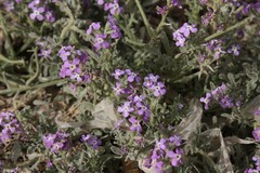 Matthiola tricuspidata