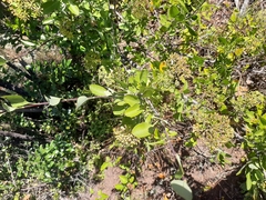 Heteromorpha arborescens arborescens