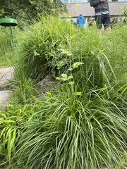 Geum