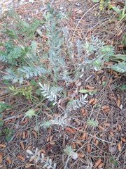 Onobrychis caput-galli