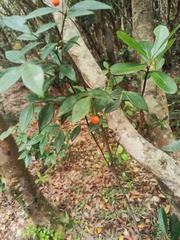 Wikstroemia nutans