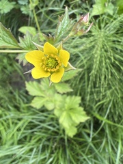 Geum