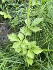 Geum