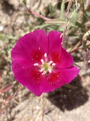 Clarkia speciosa
