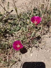 Clarkia speciosa