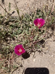 Clarkia speciosa