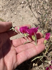 Clarkia speciosa