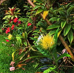 Justicia croceochlamys