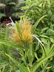 Justicia croceochlamys