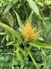 Justicia croceochlamys