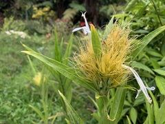 Justicia croceochlamys