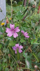Malva sylvestris