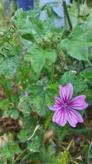 Malva sylvestris