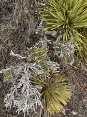 Carmichaelia crassicaulis