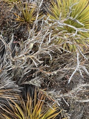 Carmichaelia crassicaulis