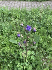 Aquilegia