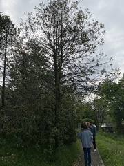 Magnoliopsida