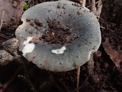 Russula iterika