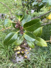 Magnoliopsida