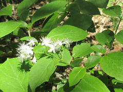 Symplocos sawafutagi